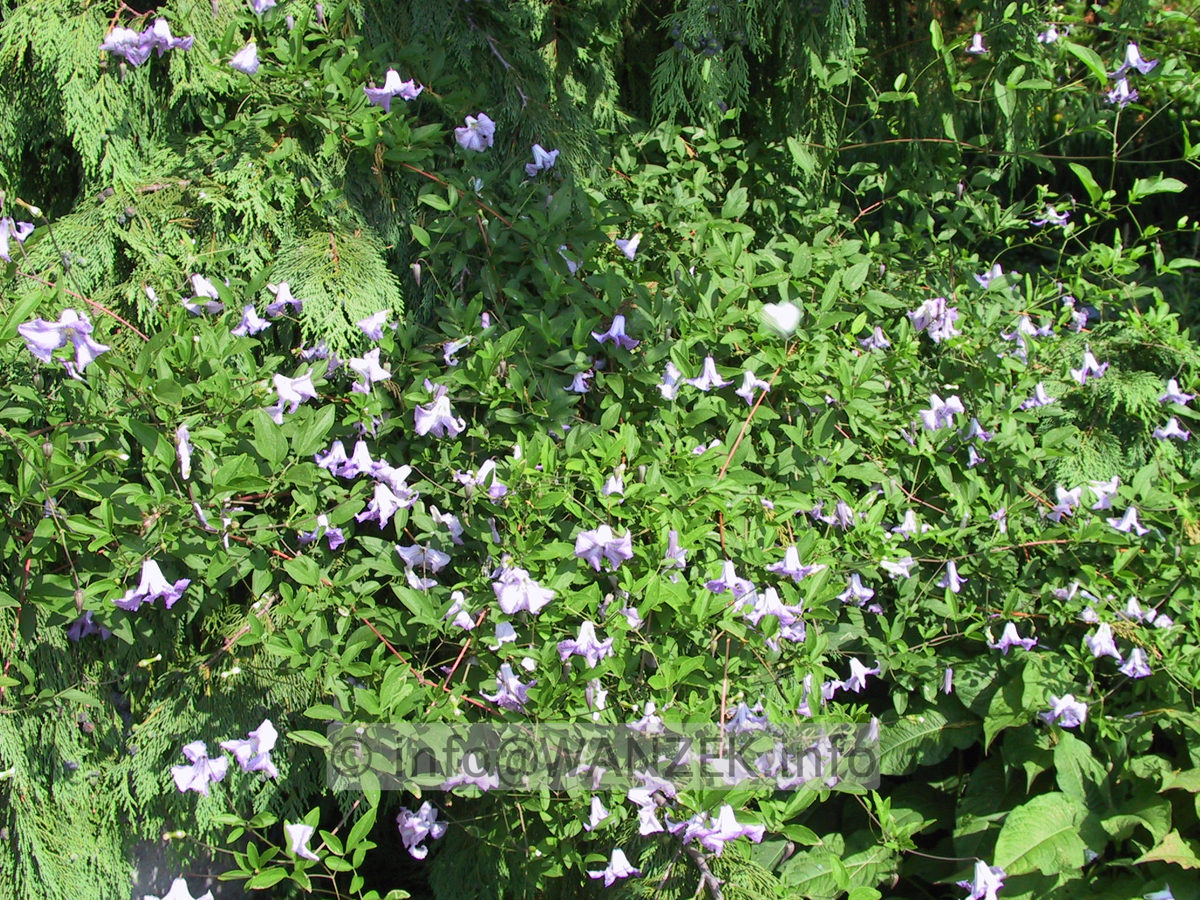 Clematis viticella Betty Corning.JPG